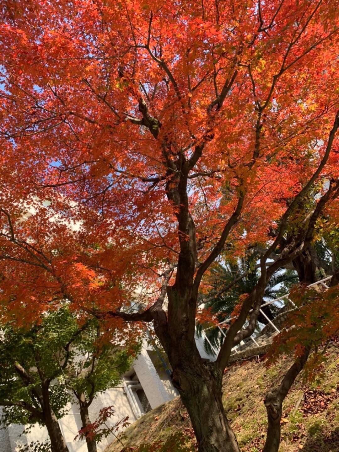 風景
